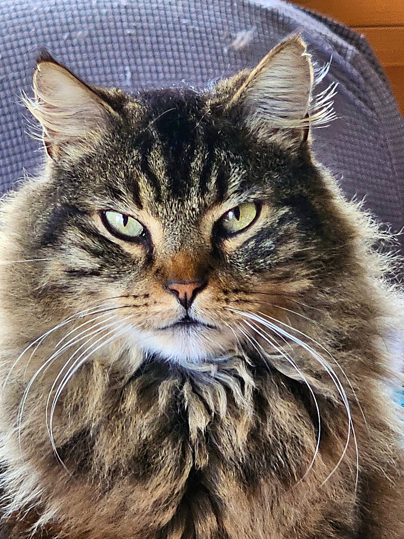 Nanouk a rejoint le concours — aidez-le/la à gagner de superbes lots ! carnivore, cat, domestic_short_haired_cat, felidae, fur, grass, illustration, paw, photo_caption, small_to_medium_sized_cats, snout, terrestrial_animal, wheel, whiskers, wildlife, window