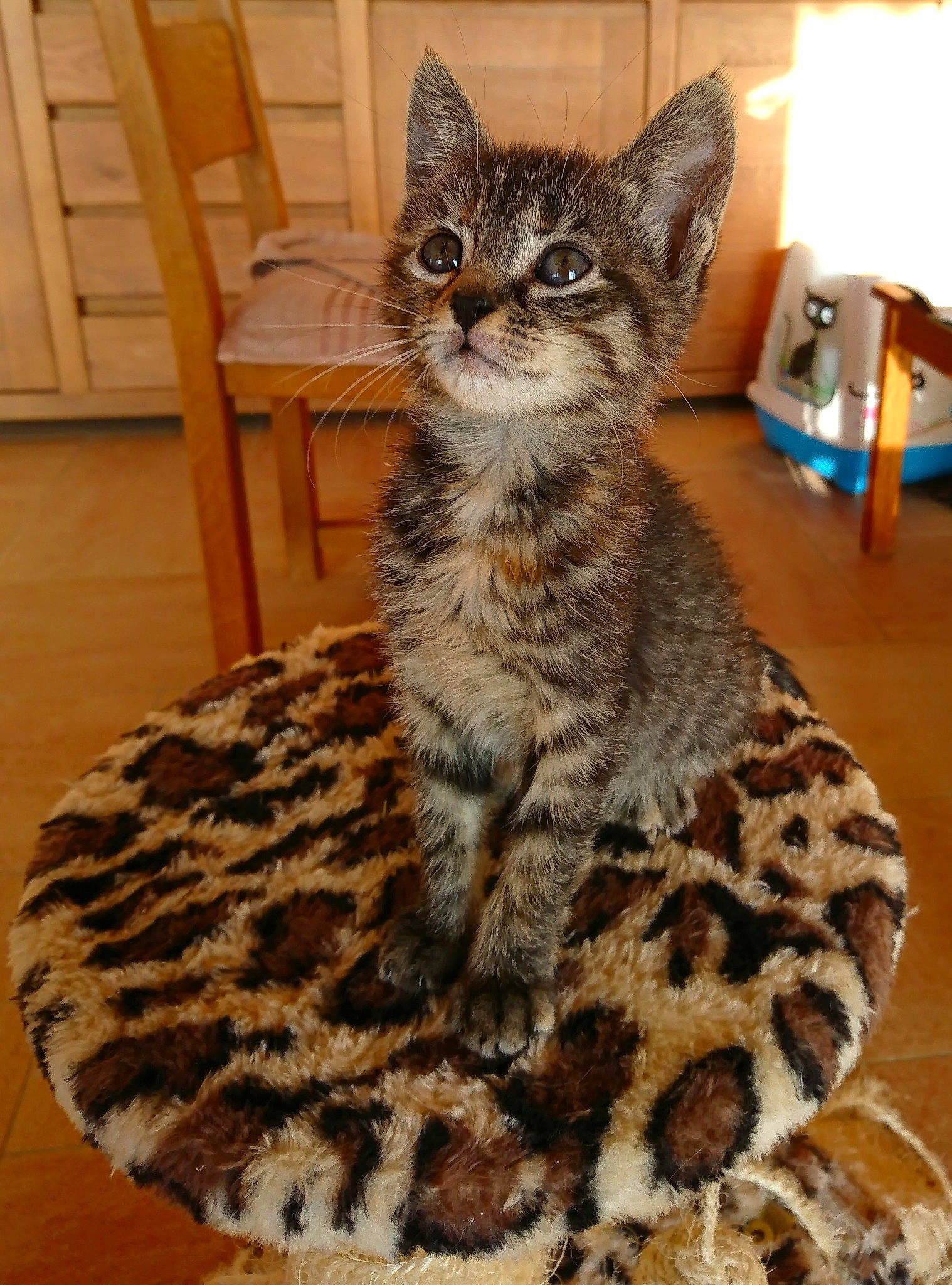 Matouba participe au concours pour gagner de l'argent avec cette photo : carnivore, cat, chair, claw, comfort, domestic_short_haired_cat, felidae, floor, flooring, fur, hardwood, paw, sitting, small_to_medium_sized_cats, snout, tail, terrestrial_animal, whiskers, wildlife, wood