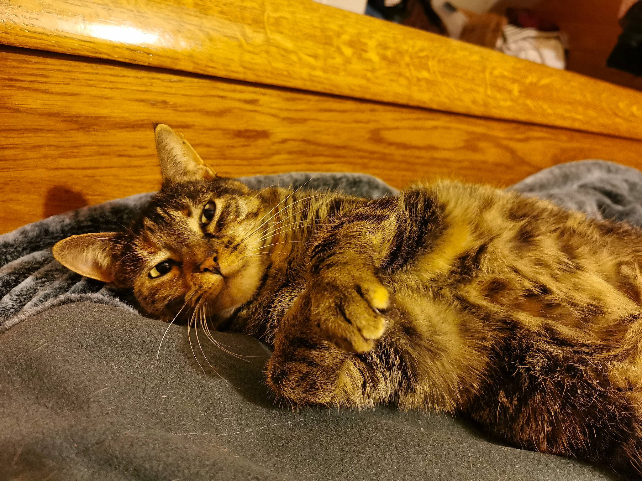 Matouba a rejoint le concours — aidez-le/la à gagner de superbes lots ! carnivore, cat, claw, comfort, domestic_short_haired_cat, eye, felidae, fur, hardwood, paw, small_to_medium_sized_cats, snout, tail, terrestrial_animal, varnish, whiskers, wildlife, wood