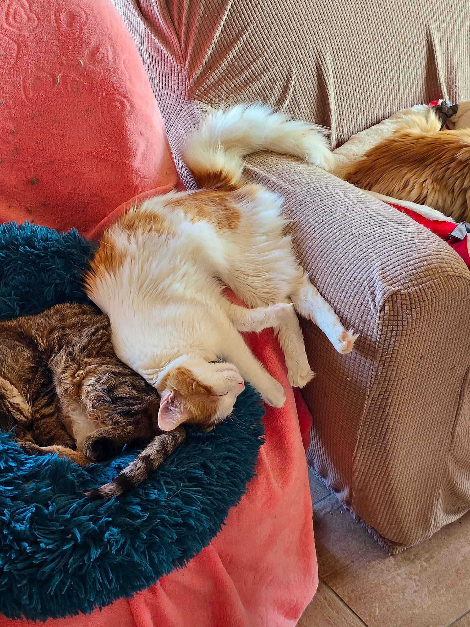 Tobby a rejoint le concours — aidez-le/la à gagner de superbes lots ! canidae, carnivore, cat, cat_bed, cat_supply, claw, comfort, companion_dog, dog_breed, domestic_short_haired_cat, fawn, felidae, fur, linens, paw, small_to_medium_sized_cats, sporting_group, tail, textile, whiskers