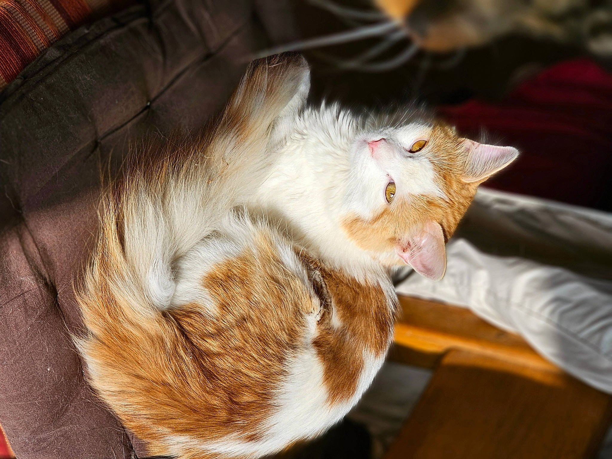 Tobby a rejoint le concours — aidez-le/la à gagner de superbes lots ! carnivore, cat, claw, comfort, domestic_short_haired_cat, felidae, fur, lap, nap, paw, small_to_medium_sized_cats, snout, tail, tree, whiskers, wood