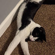 Zozo joined the competition — help win amazing prizes! animal, black_and_white, carpet, cat, corner, cozy, domestic_animal, feline, floor, fur, home, indoor, paw, pet, relaxed, resting, sleeping, stretching, wall, whiskers