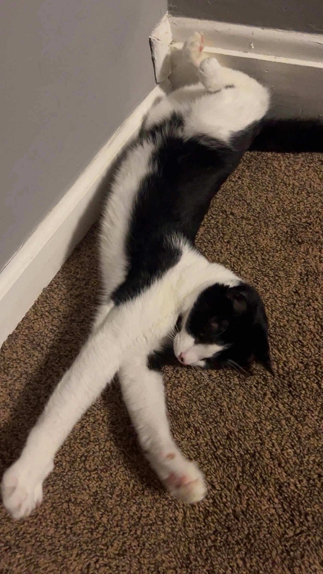 Zozo