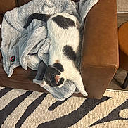 Phantom joined the competition — help win amazing prizes! cat, blanket, couch, leather, brown, gray, black_and_white, stretching, indoor, pet, feline, fur, relaxed, sleeping, home, rug, pattern, floor, cozy, resting