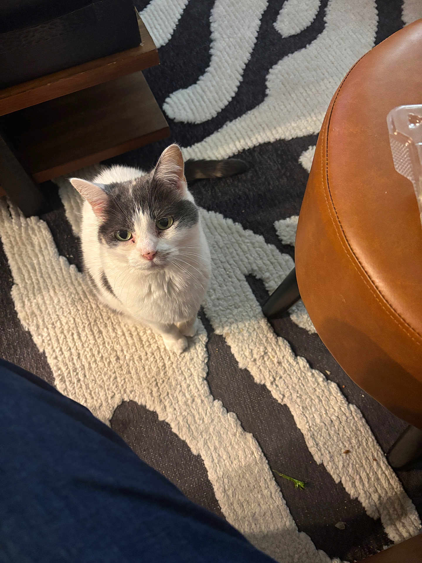 Phantom joined the competition — help win amazing prizes! cat, indoor, pet, white_cat, gray_cat, curious, looking_up, rug, patterned_rug, furniture, leather_chair, wooden_table, floor, cozy, animal, domestic_cat, whiskers, ears, eyes, legs