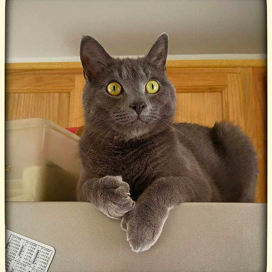 Abby joined the competition — help win amazing prizes! abyssinian, animal, bathing, bathtub, cat, couch, drawer, egyptiancat, electronics, furniture, hardwood, kitten, manx, person, pet, phone, remotecontrol, text, tub, wood