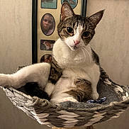Milo is registered to the contest to win money with this photo: cat, tabby_cat, pet, indoor, basket, woven_basket, relaxed, feline, animal, cozy, fur, whiskers, portrait, resting, cat_perch, home, decor, photograph, background, framed_photos