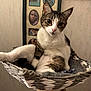 cat, tabby_cat, pet, indoor, basket, woven_basket, relaxed, feline, animal, cozy, fur, whiskers, portrait, resting, cat_perch, home, decor, photograph, background, framed_photos