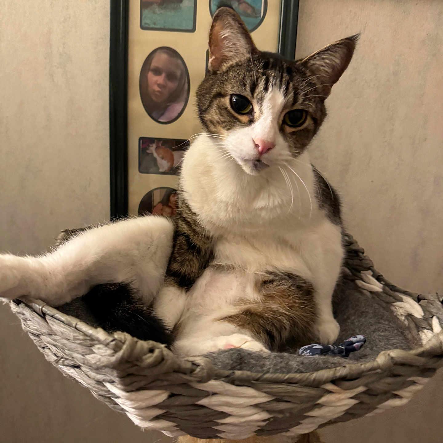 Milo is registered to the contest to win money with this photo: animal, background, basket, cat, cat_perch, cozy, decor, feline, framed_photos, fur, home, indoor, pet, photograph, portrait, relaxed, resting, tabby_cat, whiskers, woven_basket