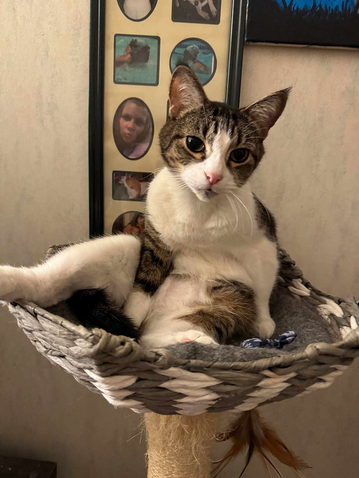 Milo is registered to the contest to win money with this photo: cat, tabby_cat, pet, indoor, basket, woven_basket, relaxed, feline, animal, cozy, fur, whiskers, portrait, resting, cat_perch, home, decor, photograph, background, framed_photos