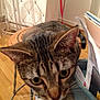 animal, cat, chair, close_up, curious, domestic, ears, eyes, face, furniture, home, indoor, papers, pet, stool, tabby, table, tail, whiskers, wooden_floor