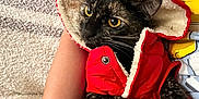 Luna is registered to the contest to win money with this photo: animal, arm, blanket, casual, cat, closeup, clothing, comfortable, cozy, curious, cute, fur, furry, hood, indoor, person, pet, red_jacket, resting, tortoiseshell