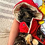animal, arm, blanket, casual, cat, closeup, clothing, comfortable, cozy, curious, cute, fur, furry, hood, indoor, person, pet, red_jacket, resting, tortoiseshell