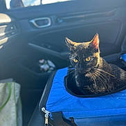 Luna joined the competition — help win amazing prizes! animal, black_fur, blue_carrier, calm, car_interior, car_seat, cat, closeup, door_handle, indoor, pet, seat_belt, sunlight, tortoiseshell_cat, transport, travel, whiskers, window, yellow_eyes, zipper