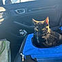 animal, black_fur, blue_carrier, calm, car_interior, car_seat, cat, closeup, door_handle, indoor, pet, seat_belt, sunlight, tortoiseshell_cat, transport, travel, whiskers, window, yellow_eyes, zipper