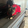 Luna is registered to the contest to win money with this photo: animal, cat, closeup, cozy, cute, domestic_cat, dressed_up, dresser, feline, furniture, gray, household, indoor, pet, red_sweater, relaxed, resting, television, tortoiseshell, yellow_eyes