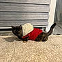 Luna joined the competition — help win amazing prizes! alert, animal, cat, coat, cozy, curious, cute, ears, floor, fur, home, indoor, pet, red_jacket, rug, tail, tortoiseshell, whiskers, window_blind, winter