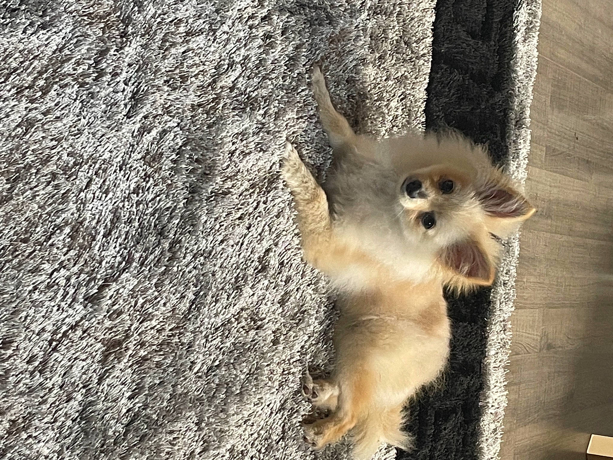 Mini participe au concours pour gagner de l'argent avec cette photo : carnivore, claw, companion_dog, dog_breed, fawn, felidae, fur, grey, monochrome, small_to_medium_sized_cats, snout, soil, sporting_group, tail, terrestrial_animal, toy_dog, tree, whiskers, window, wood