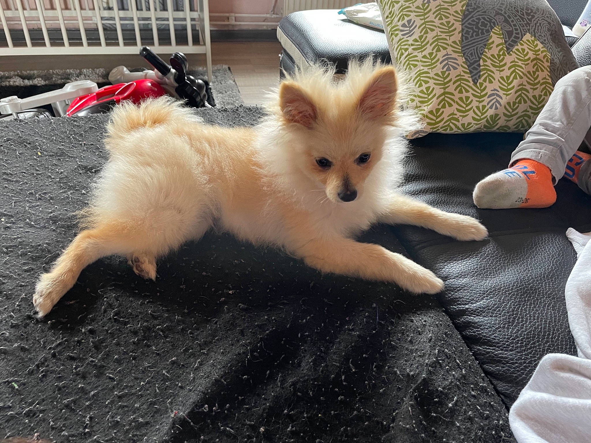 Mini participe au concours pour gagner de l'argent avec cette photo : canidae, carnivore, cat, claw, companion_dog, dog_breed, fawn, felidae, flooring, fur, paw, small_to_medium_sized_cats, tail, terrestrial_animal, whiskers