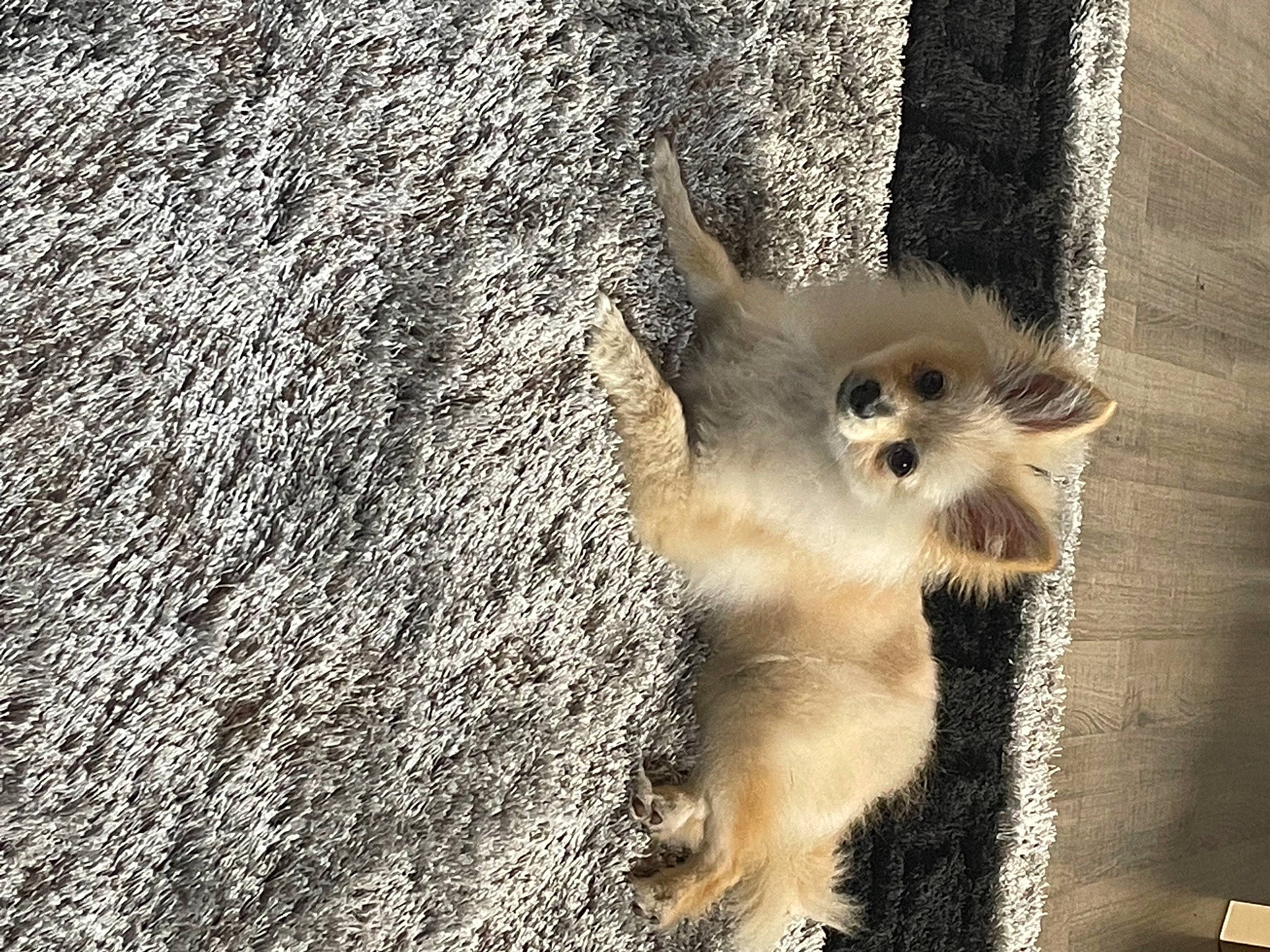 Mini participe au concours pour gagner de l'argent avec cette photo : canidae, carnivore, claw, companion_dog, dog_breed, fawn, felidae, fur, grey, monochrome, paw, small_to_medium_sized_cats, snout, sporting_group, tail, terrestrial_animal, toy_dog, whiskers, wildlife, wood