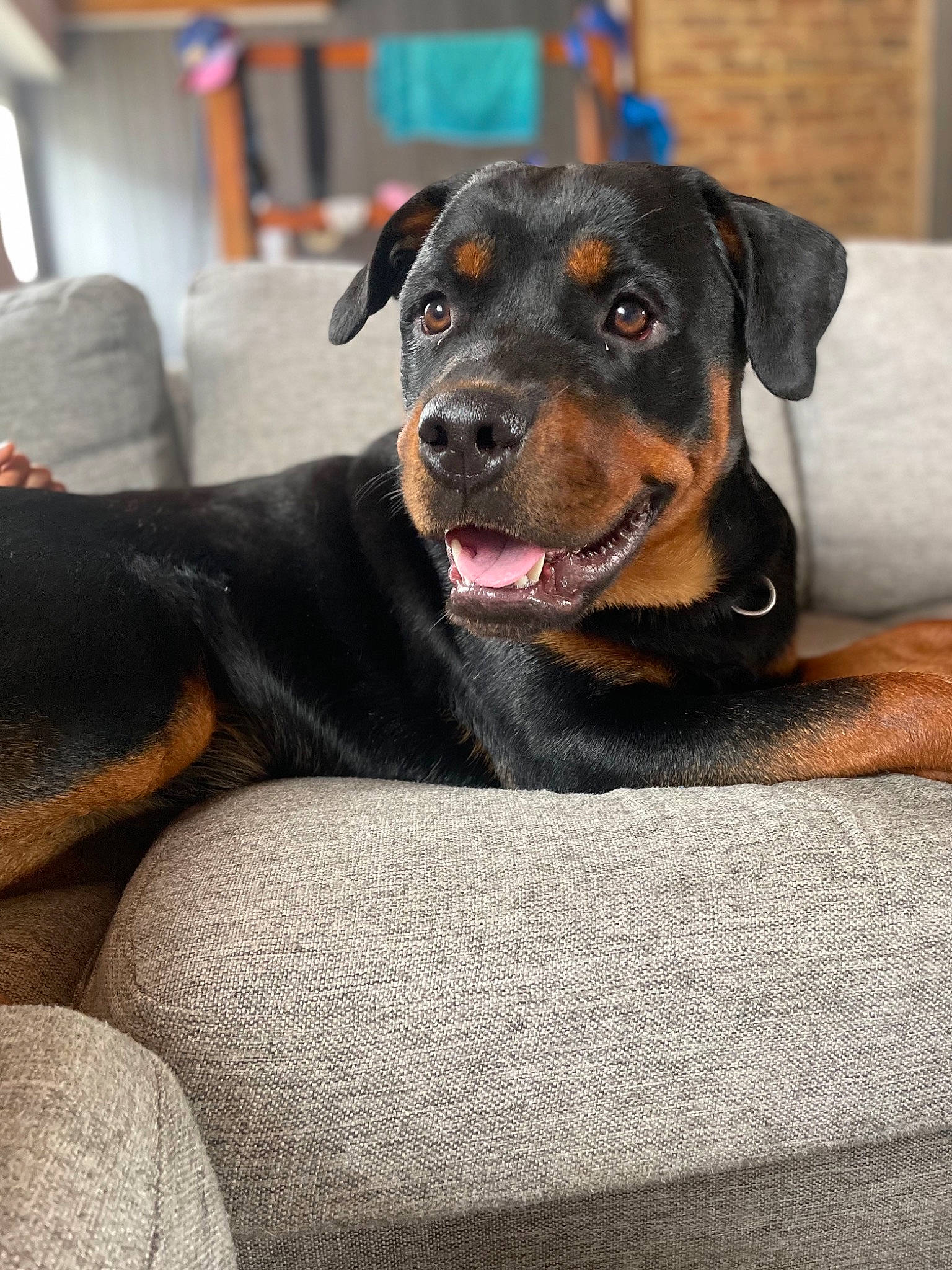 Diva a rejoint le concours — aidez-le/la à gagner de superbes lots ! borador, canidae, carnivore, collar, comfort, companion_dog, dog, dog_breed, dog_collar, fur, guard_dog, hunting_dog, paw, puppy, snout, sporting_group, terrestrial_animal, whiskers, working_animal, working_dog