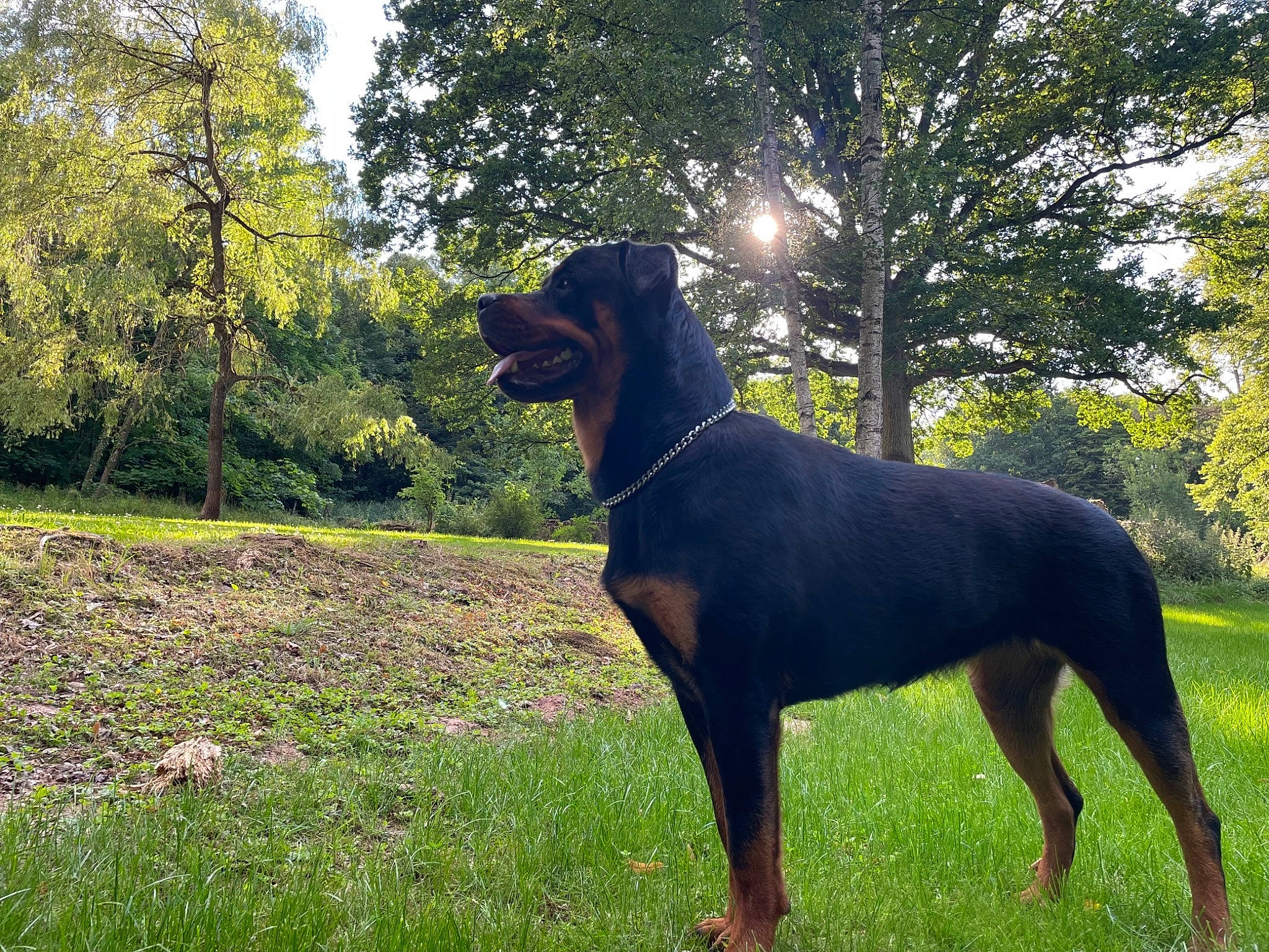 Diva a rejoint le concours — aidez-le/la à gagner de superbes lots ! canidae, carnivore, collar, companion_dog, dobermann, dog, dog_breed, dog_collar, fawn, grass, guard_dog, liver, montenegrin_mountain_hound, plant, sky, snout, sporting_group, tail, tree, working_animal