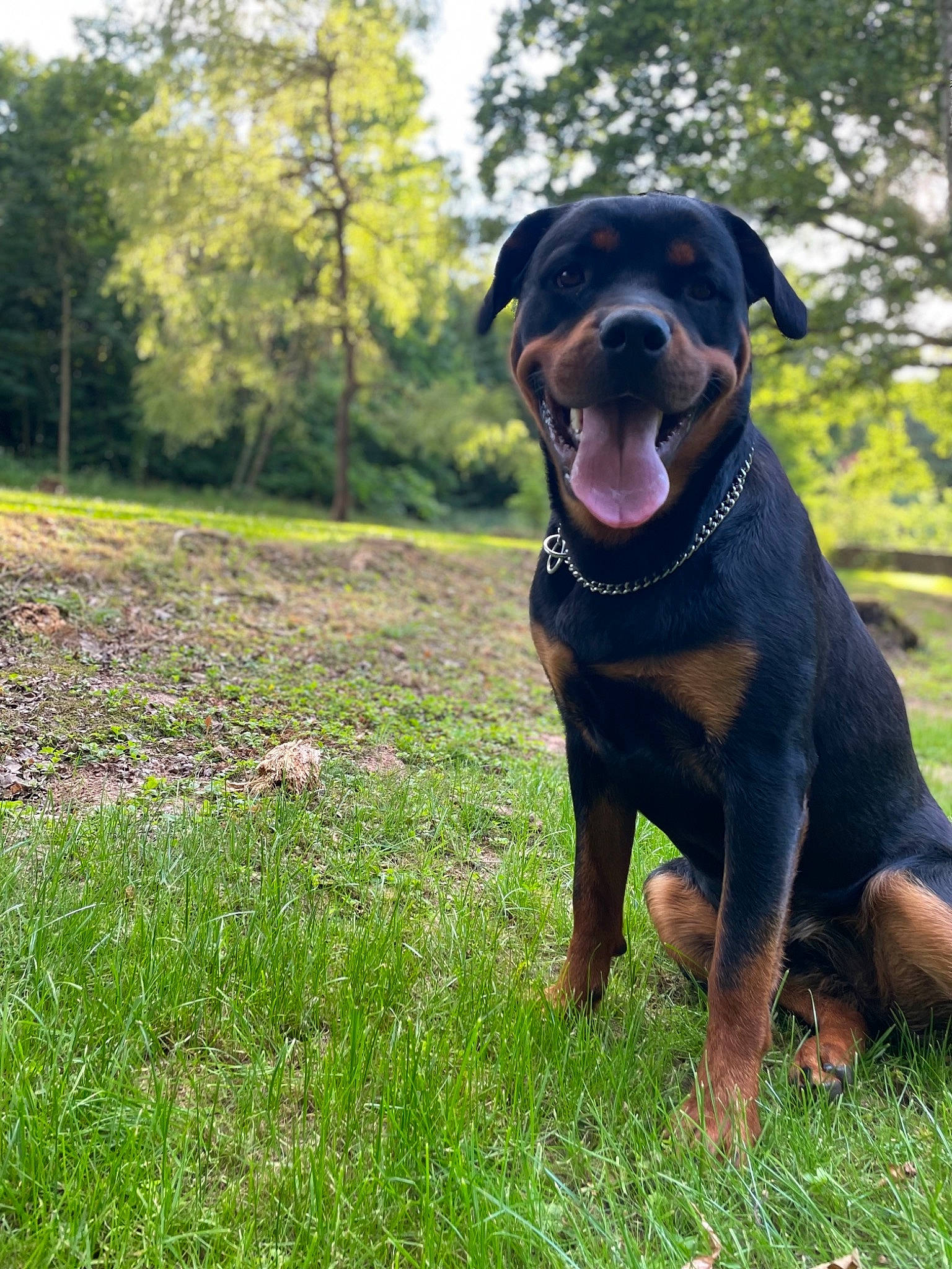 Diva a rejoint le concours — aidez-le/la à gagner de superbes lots ! canidae, carnivore, collar, companion_dog, dog, dog_breed, dog_collar, fawn, grass, guard_dog, hound, liver, pet_supply, plant, rottweiler, sky, snout, sporting_group, tree, working_animal