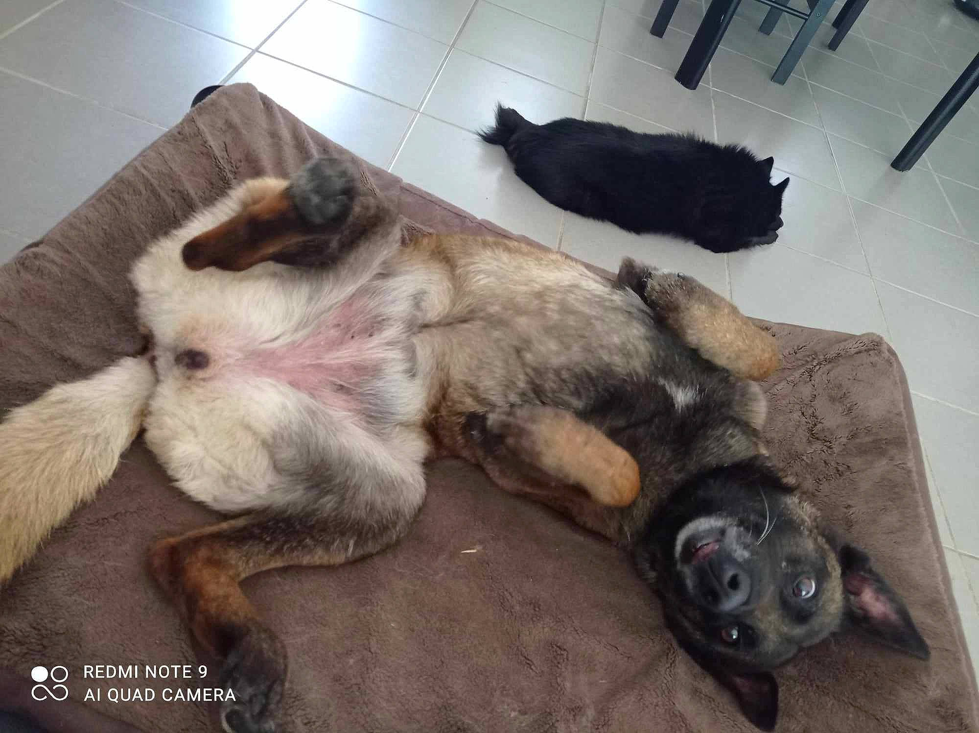 Julie a rejoint le concours — aidez-le/la à gagner de superbes lots ! canidae, comfort, companion_dog, dog_breed, felidae, flooring, fur, liver, paw, small_to_medium_sized_cats, tail, wood, working_animal