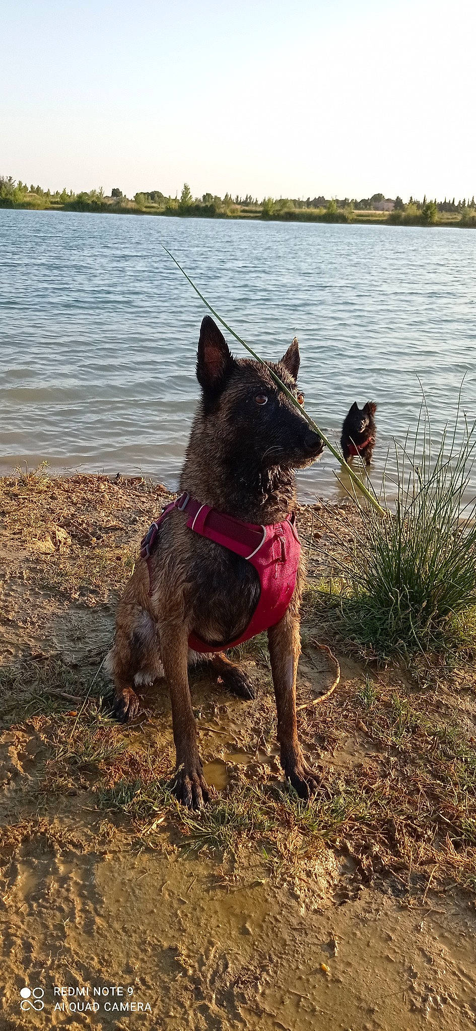 Julie a rejoint le concours — aidez-le/la à gagner de superbes lots ! canidae, carnivore, collar, dog, dog_breed, fawn, lake, lake_district, non_sporting_group, pet_supply, plant, reservoir, sky, snout, sporting_group, tail, terrestrial_animal, water, working_animal, working_dog