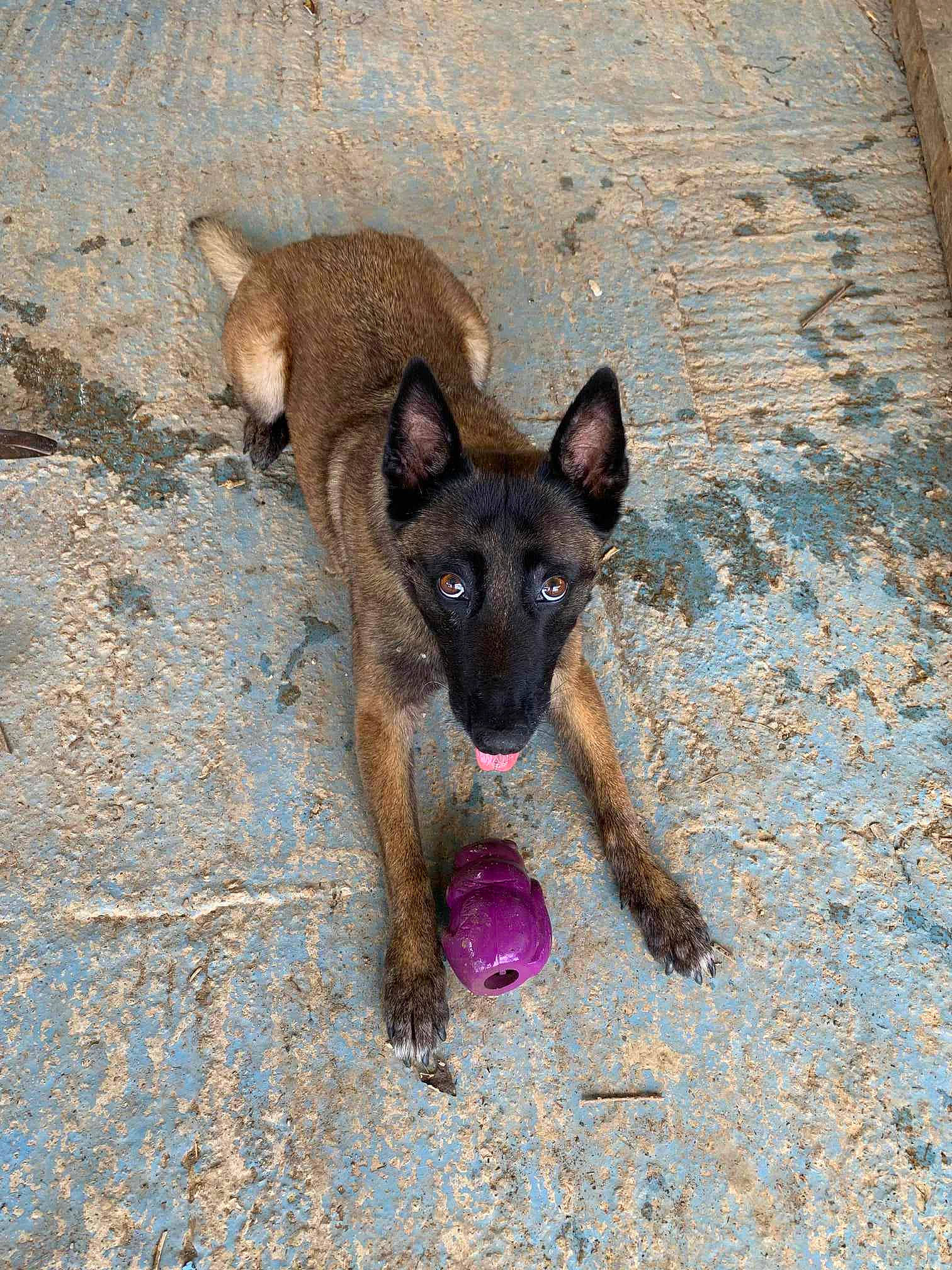 Julie a rejoint le concours — aidez-le/la à gagner de superbes lots ! canidae, carnivore, dog, dog_breed, fawn, foot, liver, old_german_shepherd_dog, paw, road_surface, sporting_group, terrestrial_animal, working_animal, working_dog