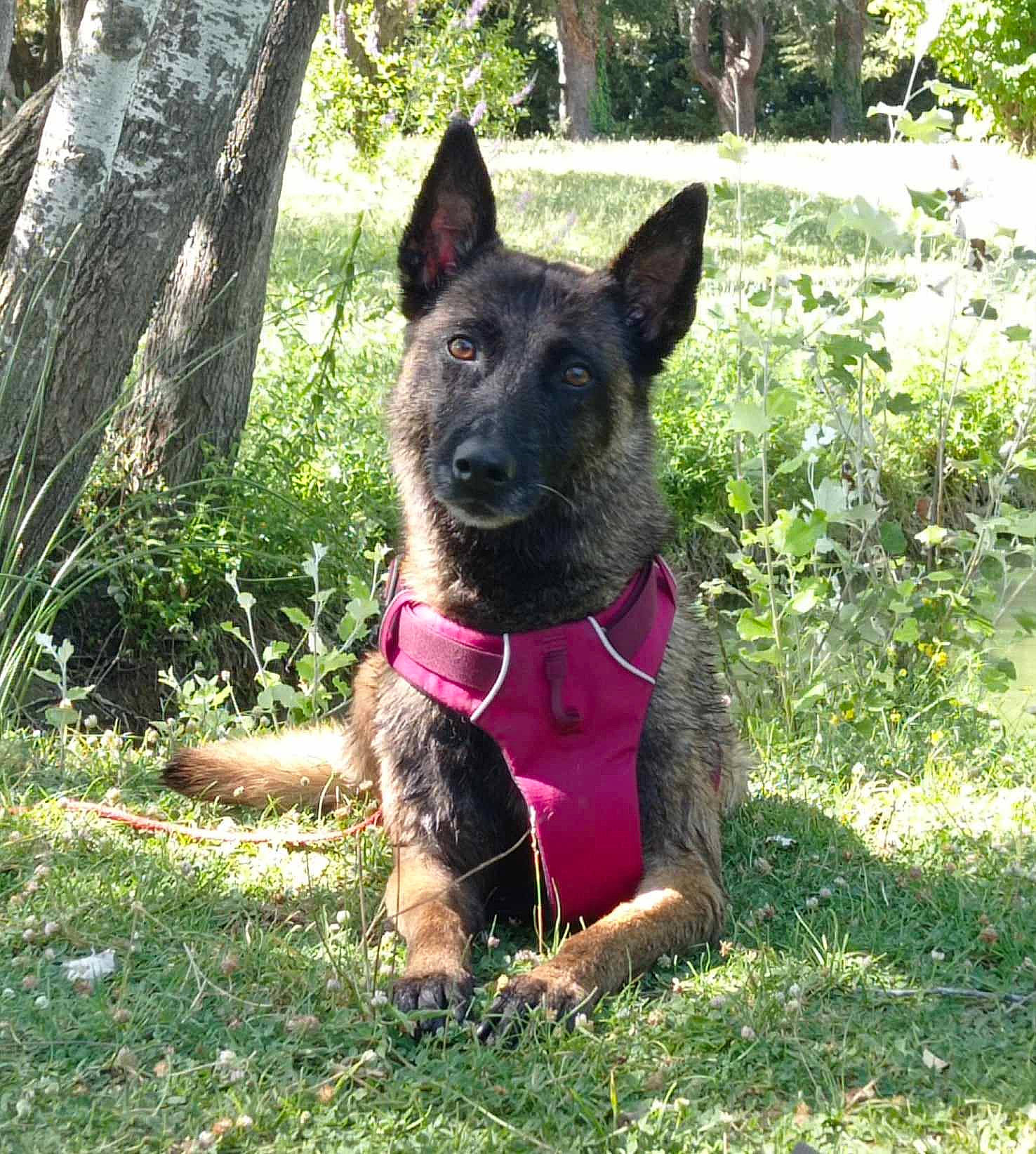 Julie participe au concours pour gagner de l'argent avec cette photo : canidae, carnivore, collar, companion_dog, dog, dog_breed, dog_supply, fawn, grass, groundcover, herding_dog, non_sporting_group, plant, snout, sporting_group, terrestrial_animal, tree, working_animal, working_dog