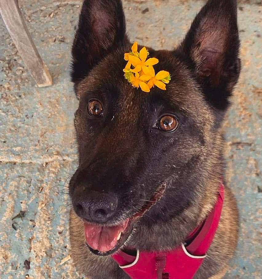 Julie a rejoint le concours — aidez-le/la à gagner de superbes lots ! canidae, carnivore, collar, companion_dog, dog, dog_breed, dog_collar, dog_supply, eye, fawn, fur, head, herding_dog, pet_supply, snout, sporting_group, whiskers, window, working_animal, working_dog