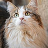 cat, fluffy, long_hair, calico, white_fur, orange_fur, brown_fur, pet, animal, face, eyes, whiskers, ears, portrait, close_up, indoors, window, soft_lighting, fur, cute