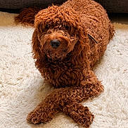 Chester joined the competition — help win amazing prizes! dog, curly_fur, brown_dog, crossed_paws, white_rug, indoor, pet, canine, relaxed, furniture, cozy, couch, animal, fur, laying_down, looking_at_camera, home, domestic_animal, cute, companion