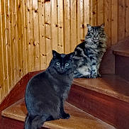 Chapy Et Tipity participe au concours pour gagner de l'argent avec cette photo : cat, black_cat, tabby_cat, stairs, wooden_stairs, wood_paneling, indoor, pets, feline, animals, two_cats, sitting, looking_at_camera, fluffy, domestic_cat, curious, companions, home, cozy, quiet