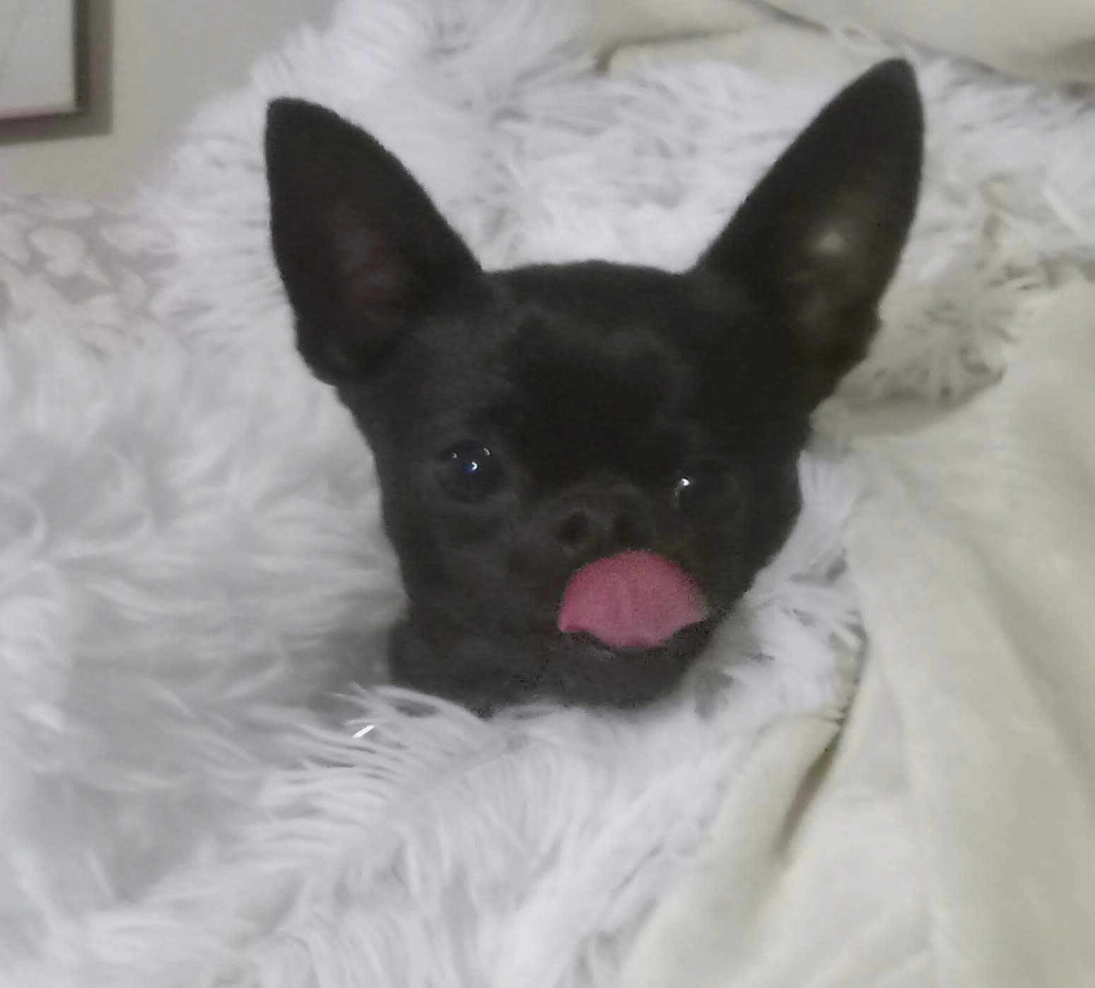 Georgie