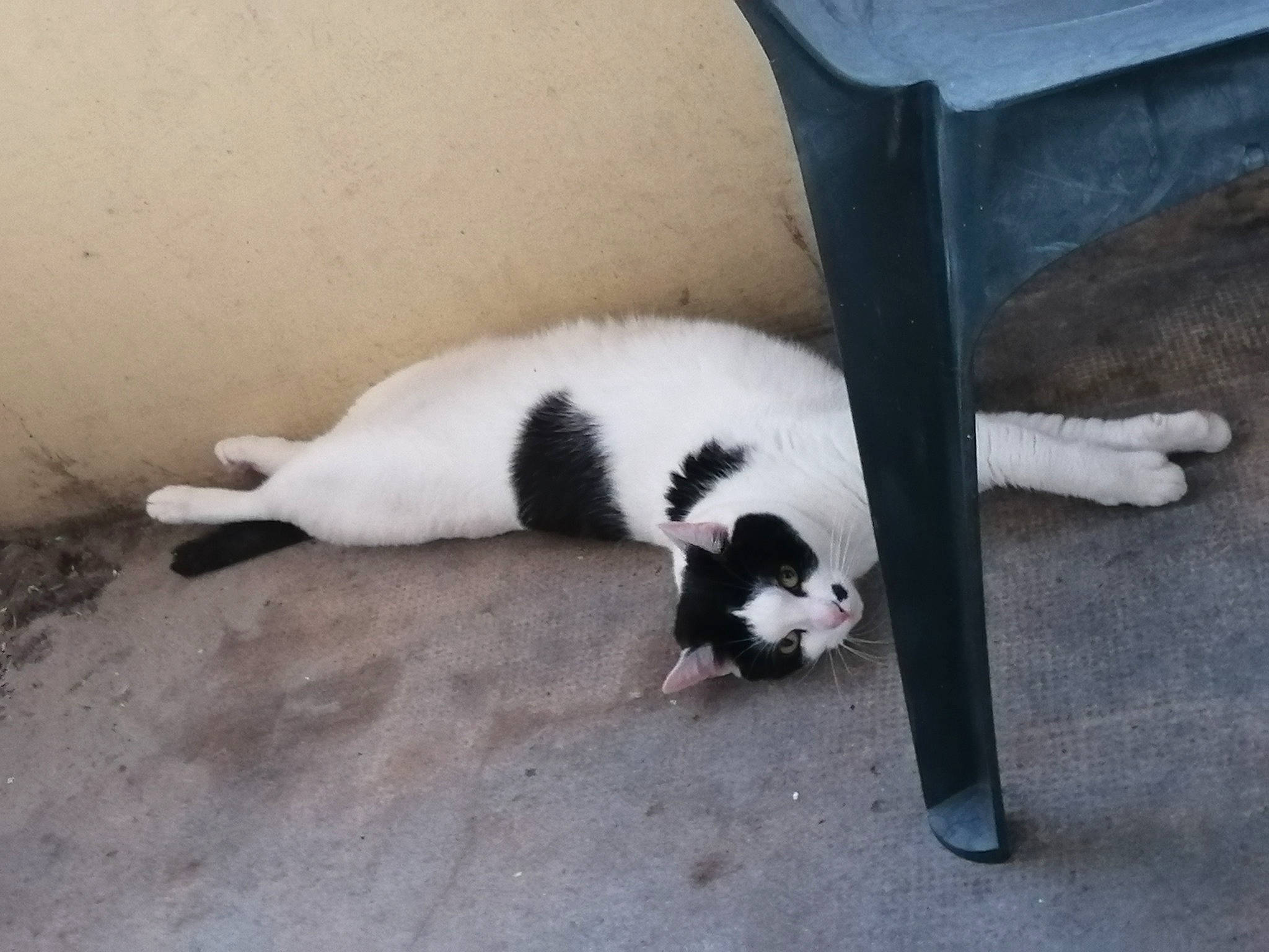 Nala participe au concours pour gagner de l'argent avec cette photo : canidae, carnivore, dog, dog_breed, landseer, sporting_group, tail, tornjak