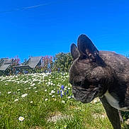 Nala participe au concours pour gagner de l'argent avec cette photo : dog, french_bulldog, grass, flowers, daisies, outdoor, garden, blue_sky, sunny, lawn_chairs, pet, canine, greenery, daytime, nature, animal, portrait, closeup, summer, backyard