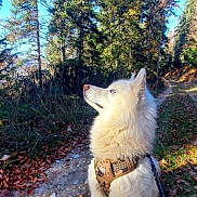 Tchaiko a rejoint le concours — aidez-le/la à gagner de superbes lots ! animal, autumn, blue_sky, canine, daytime, dog, forest, fur, harness, leaves, nature, outdoor, path, pet, scenic, sitting, sunlight, trees, walking_leash, white_dog