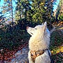 animal, autumn, blue_sky, canine, daytime, dog, forest, fur, harness, leaves, nature, outdoor, path, pet, scenic, sitting, sunlight, trees, walking_leash, white_dog