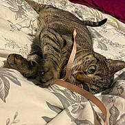 Fifi a rejoint le concours — aidez-le/la à gagner de superbes lots ! animal, bed, bedspread, cat, closeup, cozy, curious, domestic_cat, ears, feline, indoor, paws, pet, playing, relaxed, ribbon, sleepy, striped, tabby_cat, whiskers