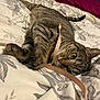 animal, bed, bedspread, cat, closeup, cozy, curious, domestic_cat, ears, feline, indoor, paws, pet, playing, relaxed, ribbon, sleepy, striped, tabby_cat, whiskers