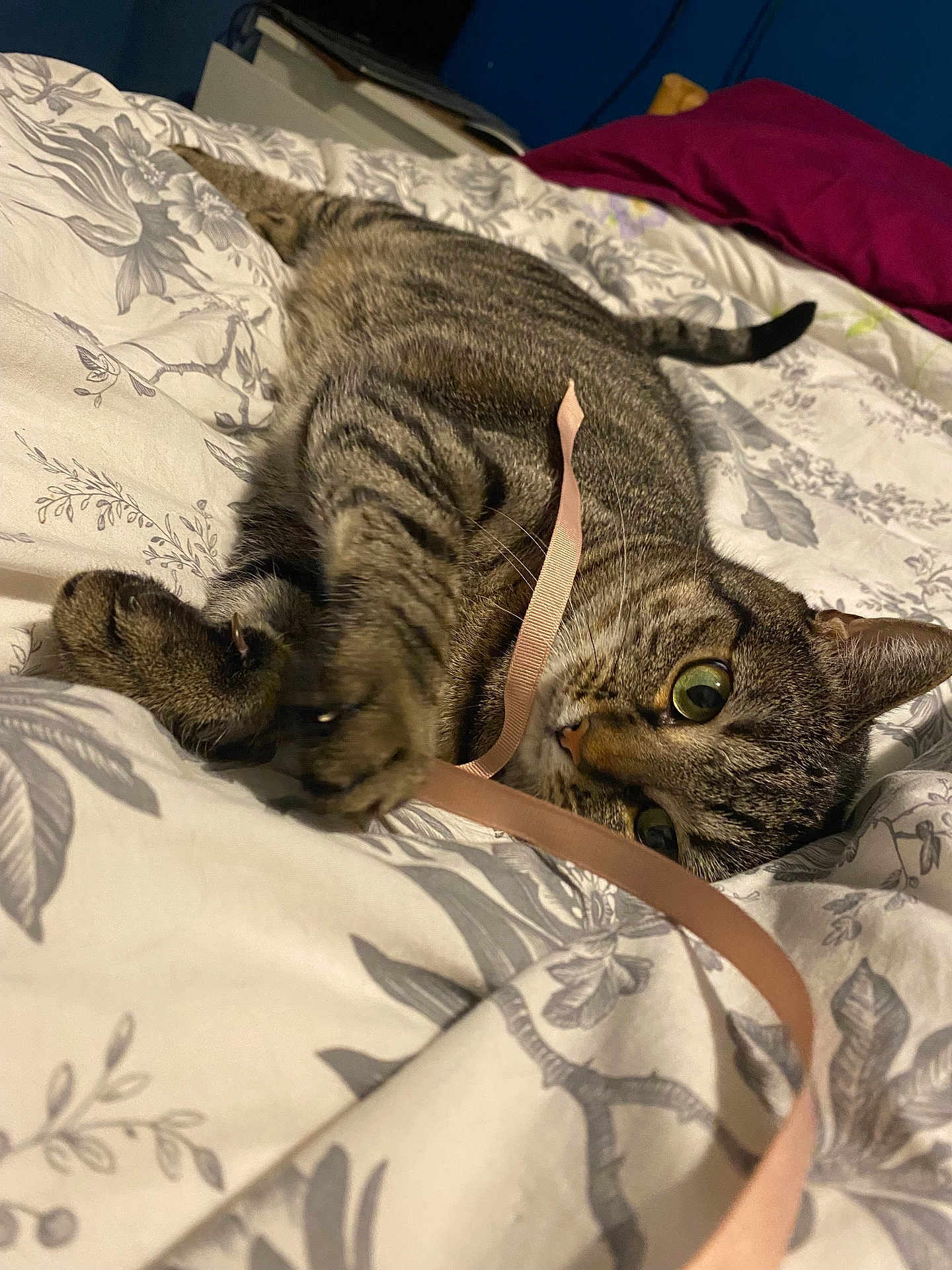 Fifi