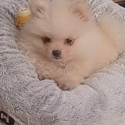 Plume participe au concours pour gagner de l'argent avec cette photo : animal, cozy, cute, dog, domestic_pet, floor, fluffy, furry, indoor, light_color, pet_bed, plush, puppy, relaxed, resting, small_dog, soft_texture, tile, toy, wooden_cabinet