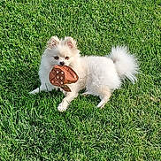 Plume participe au concours pour gagner de l'argent avec cette photo : dog, white_dog, grass, outdoor, pet, toy, playful, fluffy, animal, canine, nature, sunlight, greenery, lawn, mouth, fur, grass_field, daylight, relaxing, cute
