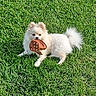 dog, white_dog, grass, outdoor, pet, toy, playful, fluffy, animal, canine, nature, sunlight, greenery, lawn, mouth, fur, grass_field, daylight, relaxing, cute