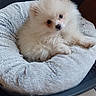 Plume participe au concours pour gagner de l'argent avec cette photo : dog, puppy, pomeranian, pet_bed, fluffy, indoor, cute, animal, small_dog, fur, resting, cozy, home, floor, tile_floor, looking, adorable, domestic_animal, young_dog, pet