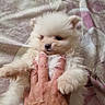 Plume a rejoint le concours — aidez-le/la à gagner de superbes lots ! puppy, dog, white, fluffy, hand, holding, blanket, cozy, pet, cute, small, fur, lying_down, animal, domestic_animal, paw, bed, resting, indoors, young