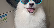 Plume participe au concours pour gagner de l'argent avec cette photo : dog, white_dog, sunglasses, pet, fluffy, happy, smiling, indoor, laundry_room, appliance, tongue_out, cute, canine, fur, portrait, sitting, companion, animal, friendly, domestic