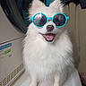 dog, white_dog, sunglasses, pet, fluffy, happy, smiling, indoor, laundry_room, appliance, tongue_out, cute, canine, fur, portrait, sitting, companion, animal, friendly, domestic